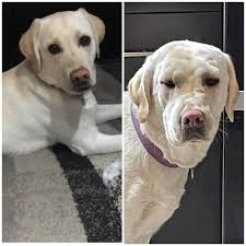 Bee Allergies In Dogs: Causes, Symptoms, & Treatment | Dutch