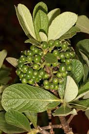 Image result for Pavetta vanwykiana