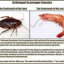 Security Check Required Body Is A Temple Cockroaches Arthropods