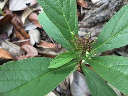 Image result for Premna tanganyikensis