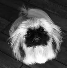 Black And White Pekingese A Light That Shines In The Darkness For Gina Pekingese Puppies Pekingese Dogs Pekingese