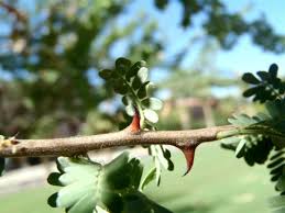 Image result for Cordia senegalensis