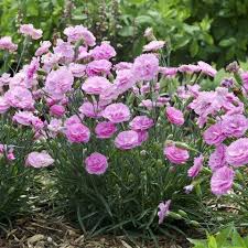 Little purple flowers that smell good. 15 Most Fragrant Outdoor Flowers Best Smelling Plants For Garden