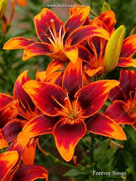 100 Pcs Bag Perfume Lily Seeds Not Lily Bulbs Bonsai Flower Seeds Potted Plant Lilium Flower For Home Garden Easy Gr Lilium Flower Bonsai Flower Lily Seeds