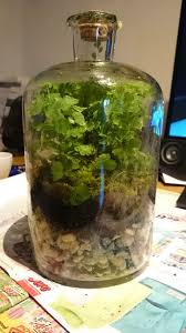 I Have Some Of These Made In The Big Jars From Ikea Jar Diy Plants In Jars Ecosystems