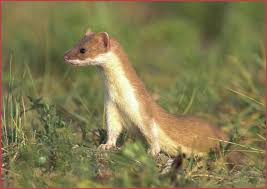 Image result for noble weasel