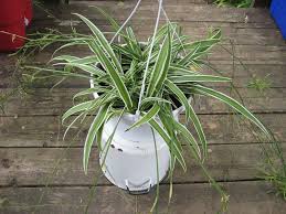 Image result for Chlorophytum sparsiflorum