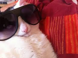 Free cam chat site chatruletka is a popular random video chat. Le Chat En Mode Cool Avec Ses Lunettes De Soleil Lol Chat Images Photos Et Videos De Lolcats