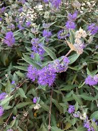 Image result for Caryopteris odorata