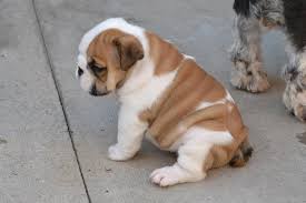 Am i still cute if i has rolls? Small Fat Dog Breeds Cheap Online