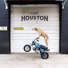 lemon custom motorcycles maddie the coonhound poppin wheelies photo by ร ปสวย