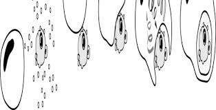 Recessed lighting installation necrosis vs apoptosis. Https Www Eshre Eu Media Sitecore Files Sigs Endometriosis Leuven Sept 2009 Krysko Pdf La En Hash 6e50ecbe847936cfd032f690ee08c5856e9a63c8
