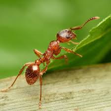 Image result for Fire Ant Sting