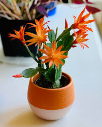 How often do i need to fertilize easter cactus? Easter Cactus Is Blooming Indoorgarden