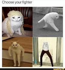 Choose Your Fighter Ifunny Funny Cat Memes Cat Memes Clean Funny Looking Cats