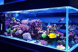 Boca Raton Aquarium Maintenance Aquarium Maintenance Service Boca