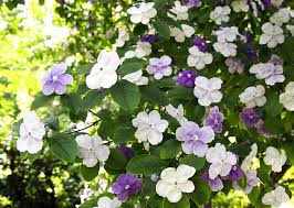 Image result for Brunfelsia australis