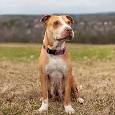 Pet grooming in raleigh, nc. Heal A Heart Friends Of Wake County Animal Center