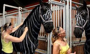 Horse Owner Paints Her Stallion To Resemble Zebra To Ward Off Horseflies Daily Mail Online