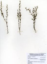 Image result for Striga bilabiata