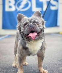 Premier french bulldog we care deeply about every single one of our puppies, and always remember them fondly. Fluffy Frenchie Are Long Haired French Bulldogs Purebred