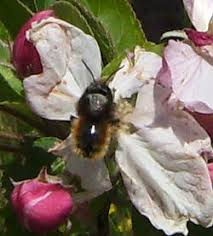 Image result for Bombus monticola