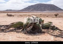 Image result for Cyphostemma hermannioides