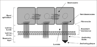 The epithelium is the cornea's outermost layer, and the basement membrane is the layer that the epithelium attaches to.12 ebmd occurs when the epithelial basement membrane develops abnormally, resulting in folds in the tissue. Anatomy Of Cornea And Ocular Surface Sridhar Ms Indian J Ophthalmol