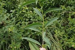 Image result for Cestrum parqui