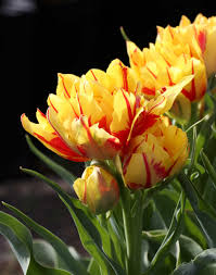 Keep them away from hot places like an oven or a fireplace. Tulips By Bloom Time