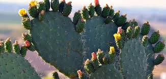 I have even gone upto three. How To Grow Aloe Vera Kuwait Citadel The Comprehensive Site For Everything You Are Looking For
