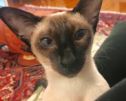 Learn what life might be like during the first month. Private Placement Dc Area Siamese Cat Rescue Center Facebook