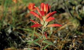 Full sun, low water use, pool friendly. Northern Arizona Wildflowers Lifestyles Azdailysun Com