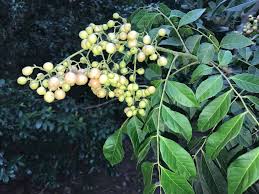 Image result for Clausena