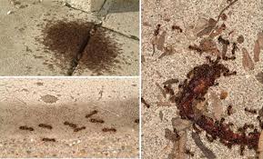 Pest control services at bro4u served 3000 customer all over bangalore in last 30 days. Ant Control In Hyderabad Ant Pest Control Pest Quit