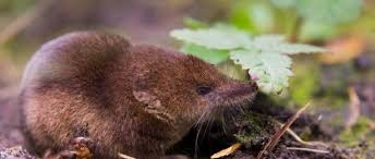Spitzmaus Alarm Im Bienenstock Ausgestopftes Tier Maus Tiere