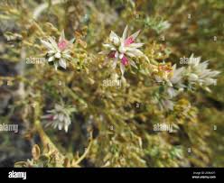 Image result for Hermbstaedtia