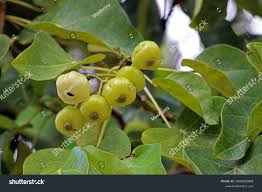 Image result for Hernandiaceae