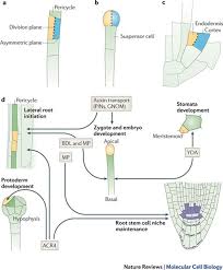 Check spelling or type a new query. Asymmetric Cell Division In Land Plants And Algae The Driving Force For Differentiation Nature Reviews Molecular Cell Biology