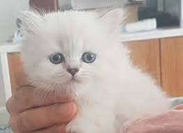 British Shorthair Longhair Kittens Yavru Kediler Kedi Hayvanlar