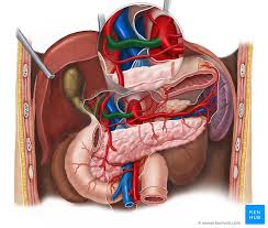 Blood vessels form the living system of tubes that carry. Liver Blood Supply Innervation And Anatomy Kenhub