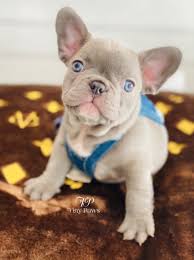 She is a lilac fawn french bulldog female. Soho Lilac French Bulldog Puppy For Sale With Blue Eyes Tiny Paws