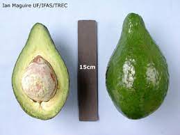 'lula' became a widely propagated avocado after its introduction due to favorable characteristics. Lula Avacado Cultivar Tropical Fruit Management Program