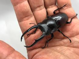 ドンキ エール コクワガタ