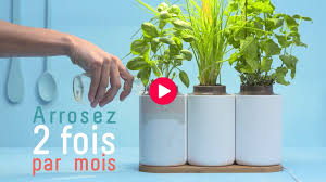 Pour Cuisiner Vos Pleurotes Quoi De Mieux Que Du Persil Et D Autres Herbes Aromatiques Cultivez Les Chez Vous Potager Herbes Aromatiques Jardiniere Palette