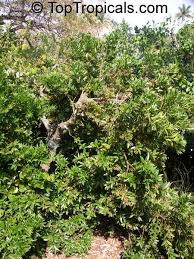 Image result for Bussea xylocarpa