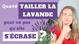 Depuis des millénaires, la lavande est utilisée pour ses senteurs. Quand Tailler La Lavande Pour Ne Pas Qu Elle S Ecrase La Solution
