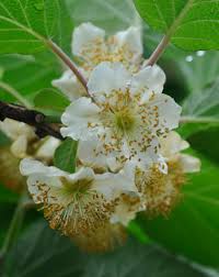 Send flowers to savannah, ga using our network of local florists & flower shops. Edible Landscaping Plant Sale Buy Plants Online From Our Garden Center And Plant Nursery