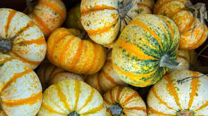 Image result for Cucurbita