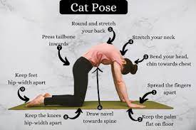 Cat cow pose works on the upper back, shoulders, and core.}}]} frequently asked questions what are the benefits of cat cow pose? Cat Pose Marjariasana How To Do Benefits And Precautions Fitsri